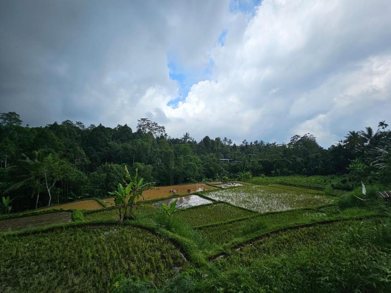 Avocado Homestay Tetebatu Kültér fotó