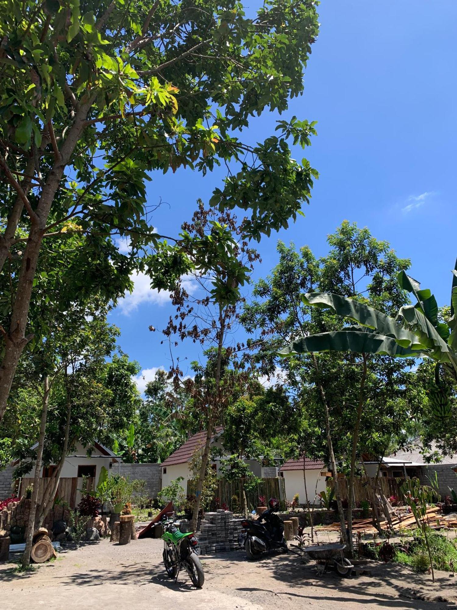 Avocado Homestay Tetebatu Kültér fotó