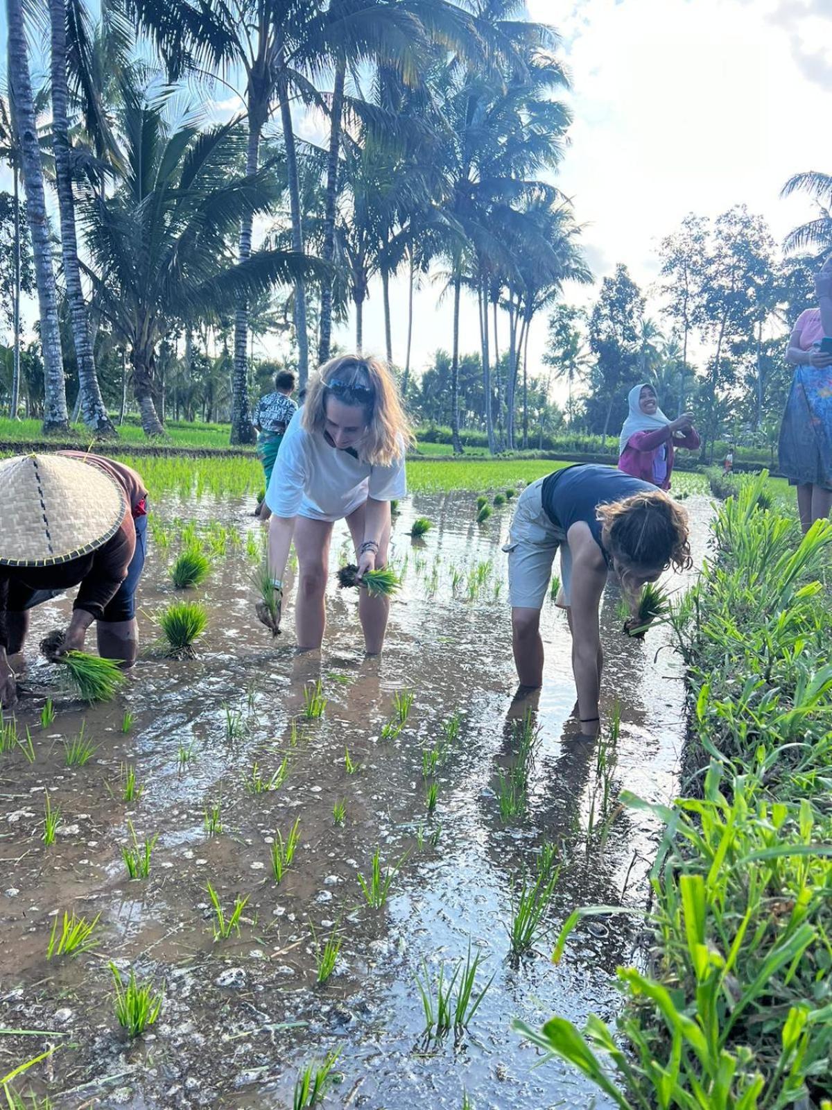 Avocado Homestay Tetebatu Kültér fotó