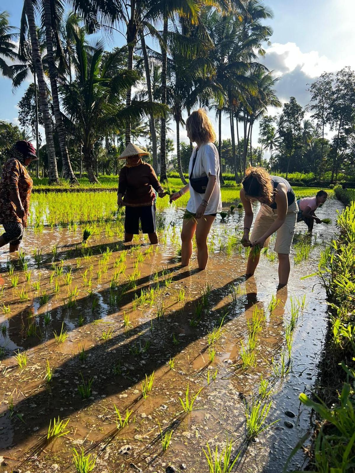 Avocado Homestay Tetebatu Kültér fotó