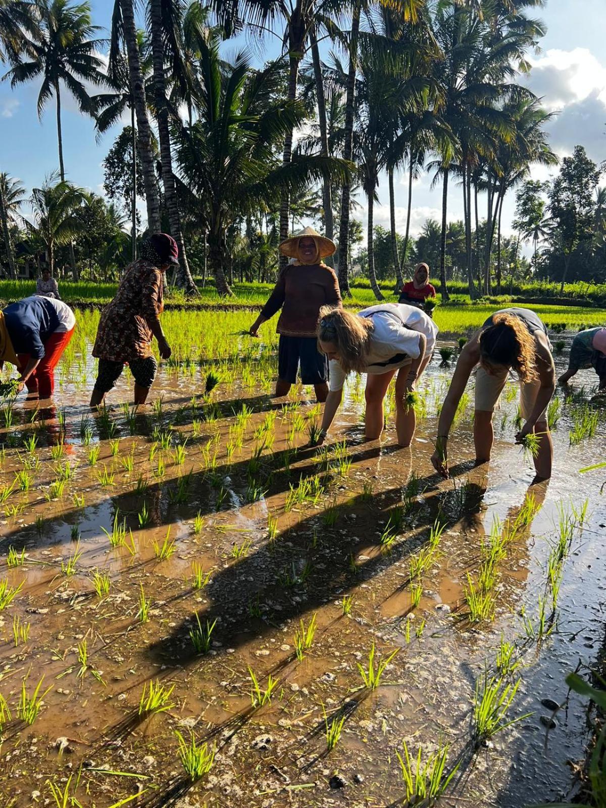 Avocado Homestay Tetebatu Kültér fotó