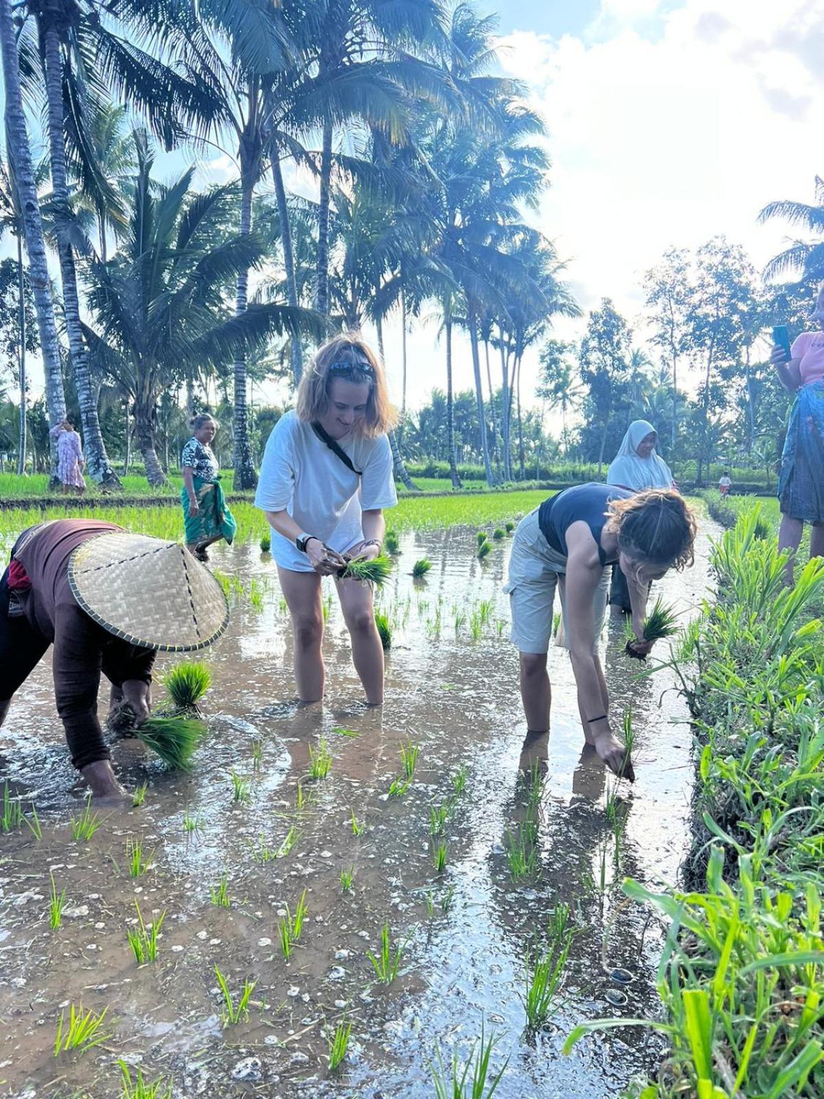 Avocado Homestay Tetebatu Kültér fotó